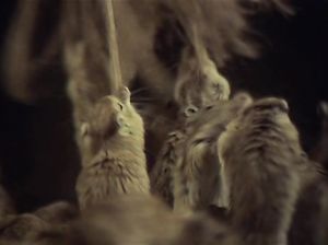 Гестаповец издевается над крошкой